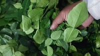 FEUILLE DE CITRON NATUREL/FORCE IMMUNITAIRE/ÉTIQUETTE PROPRE/À BASE DE PLANTES