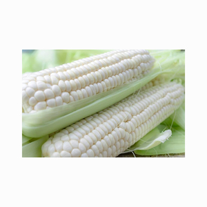 Maíz blanco seco sin OGM de grado 1 (maíz blanco) - Product Image 2