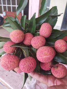 Fresh Litchi Lychee Fruit Venta al por mayor Vietnam Farm Direct Calidad superior OEM Suministro disponible - Product Image 6