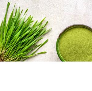 Poudre d'herbe d'orge indienne biologique Superfood récolté à l'état sauvage en poudre verte en vrac - Product Image 3