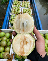 Verse Sterappel Vietnam Zoet Heerlijk Paars Melkachtig Fruit Betrouwbare Leverancier Voor Internationale Handel