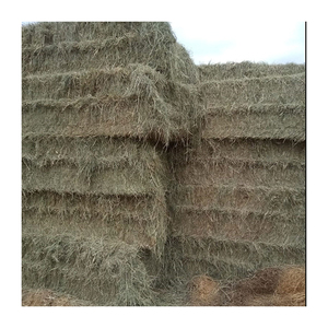 Large volume Rhodes <b>grass</b> hay premium <b>dried</b> <b>grass</b> prepared for bulk trade shipment - Product Image 1