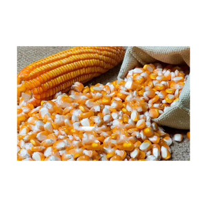 ข้าวโพดสีเหลืองพรีเมียม บรรจุภัณฑ์แน่นหนาสำหรับผู้ซื้อส่งและผู้ค้าปลีก - Product Image 5