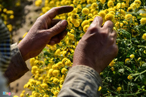 Extrait naturel de plante de thé, de marguerite séchée biologique de haute qualité, de camomille, de chrysanthème, de fleur - Product Image 4
