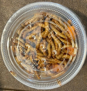 Vers de farine congelés: l'aliment parfait à base d'insectes pour votre entreprise - Product Image 6
