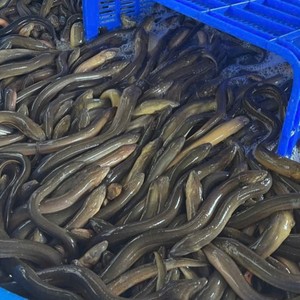 Trozo de Anguila congelada entera de alta calidad Vietnam precio competitivo paquete BQF mariscos 24 meses vida útil marca personalizable al por mayor - Product Image 3