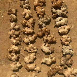 Racine de gingembre frais en vrac du fournisseur vietnamien Bao Tram Anh au meilleur prix - Product Image 1