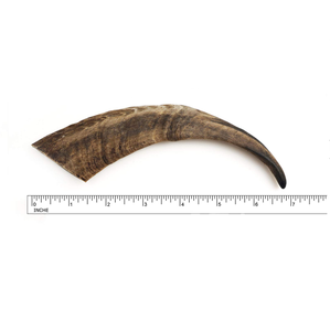 ฮอร์นแพะแท้ธรรมชาติขัดมันสำหรับรูปร่างขายส่งสั่งซื้อโดยตรงจากอินเดียงานฝีมือฟรีตัวอย่าง - Product Image 2