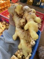 Gingembre frais de qualité supérieure 100 grammes jusqu'à l'emballage quantité en vrac gingembre nettoyé origine Vietnam prêt à expédier