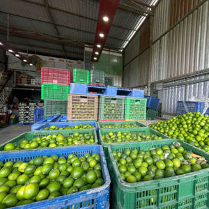 Direct de la ferme au marché Air frais sans pépins limes vietnamiennes agrumes frais - Product Image 1