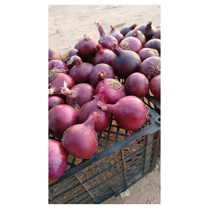 Oignon frais pelé rouge de vente chaude, vente en gros en vrac, qualité supérieure, direct usine, propre et frais, parfait pour les acheteurs du monde entier - Product Image 1