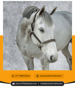 2024 Halter de caballo de calidad premium personalizado último Edgewise cosido cuadrado levantado y profesiones - Product Image 5