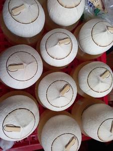 Noix de coco entière polie et nettoyée - Coquille naturelle brune, qualité export - Product Image 6