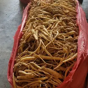 Dangshen-fabricante OEM Ngoc Linh Ginseng de alta calidad, venta al por mayor, de Vietnam