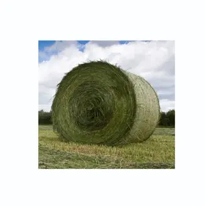 Wholesale Price Supplier of Alfalfa Hay / Alfalfa Hay For Animal feed Bulk Stock With Fast Shipping Low price