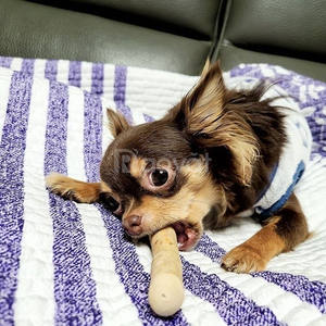 Juguete de Madera para Perros de Primera Calidad para Exportar, Palo para Masticar con Buen Precio - Product Image 5