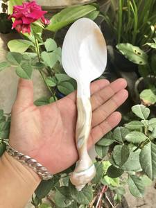 Haute qualité Mini nacre cuillère coquillage caviar conque coquille cuillères artisanat réutilisable luxe OEM - Product Image 3