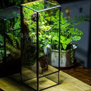 Dernier nouvel arrivage Hot Seller Rectangle Verre clair Noir Enduit Jardin Mousse Air Plantes Décoration Maison Bureau Hôtel Table - Product Image 3