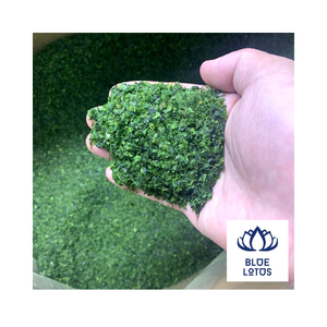 ผงสาหร่ายสีเขียว/สาหร่าย Ulva Lactuca ขาย,ซื้อสาหร่ายผง/สาหร่ายอัลวาแลคทูคา - Product Image 1