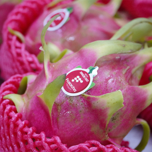 Fruit du dragon rouge biologique de haute qualité fraîchement cultivé taille 300G-400G directement du Vietnam - Product Image 6