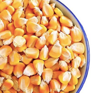 Harina de maíz seco congelado cultivado con OMG de alto contenido proteico, maíz seco agrietado, mayorista para consumo humano, distribuidor de maíz seco de Canadá - Product Image 3