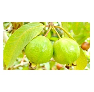 ราคาฝรั่งผลไม้สด - Product Image 6