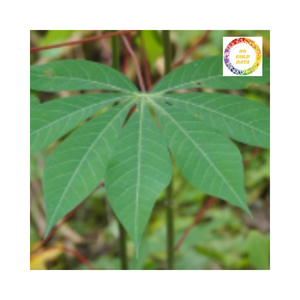 ใบมันสำปะหลังบดแช่แข็งใบมันสำปะหลัง100% สำหรับอุตสาหกรรมอาหารเวียดนาม - Product Image 6