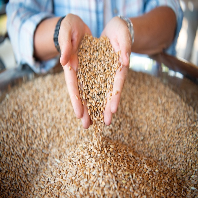 Non-GMO поставщик зерна пшеницы | 100% без облучения |