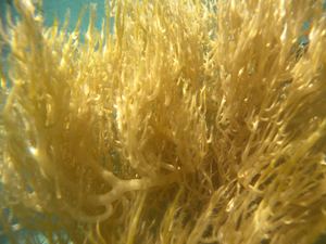 (PRIX BAS) EXPORTATION DE GRANDES QUANTITÉS D'ALGUES MARINES JAUNES ÉPINESSES POUR LA CUISSON, ALGUES MARINES CLAIRES ET CHAUDES, PRIX DE LA RÉCOLTE - Product Image 4