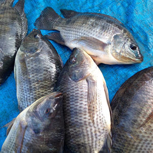 Tilapia Congelada BQF de Primera Calidad, Baja en Carbohidratos y Sal, Tamaño 6cm, con 12 Meses de Vida Útil, en Venta - Product Image 1