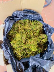 เวียดนามเป็นมิตรต่อสิ่งแวดล้อมผลิตภัณฑ์แห้งป่าสีเขียวมอสเวียดนามใช้สำหรับการปลูกบัวสีน้ำเงินอบอุ่น - Product Image 6