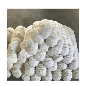 หอยเชลล์แฟลตสำหรับตกแต่งชายฝั่งศิลปะแบบทำมือและจัดงานแต่งงาน - Product Image 3