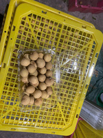 Premium Verse Longan Groothandel Voor Supermarkten En Distributeurs Met Natuurlijke Zoetheid En Sappig Vlees