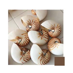 Superficie brillante pulida de concha de abulón natural para decoración del hogar, joyería artesanal, precio barato al por mayor de Vietnam - Product Image 6