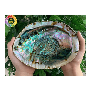 Nguyên Liệu Tự Nhiên Bào Ngư Vỏ Cho Sáng Tạo Trang Trí Nội Thất Thủ Công Mỹ Nghệ Cung Cấp Seashell Handmade Nghệ Thuật Thủ Công Tự Nhiên Seashell Số Lượng Lớn Màu Xanh - Product Image 1