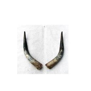 High Quality <b>Buffalo</b> Pair <b>Horn</b> Customized Size with Shiny Polished <b>Buffalo</b> <b>Horn</b> Pair for Decorative Piece at Best Price - Product Image 4