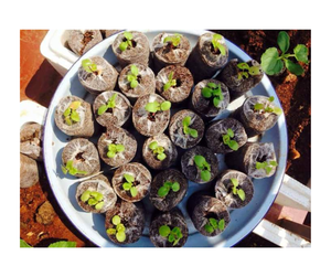 Pellets de Fibra de Coco de Vietnam, Estándar de Exportación - Discos de Fibra de Coco para Producción Profesional en Viveros - Product Image 6