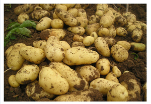 ผู้ส่งออกมันฝรั่งสดเก็บเกี่ยวใหม่คุณภาพพร้อม - Product Image 6