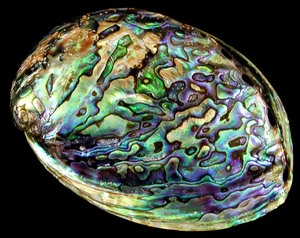 High Quality Natural <b>Abalone</b> <b>Shell</b> Decorative <b>Shell</b> for Jewelry Making DIY Craft and Home Decoration Wholesale - Product Image 2