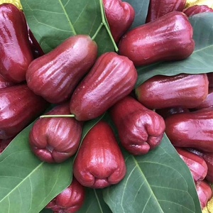 Pomme de cire séchée de haute qualité pour les grossistes et les distributeurs de collations - Product Image 5