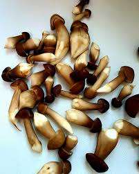 Champignons de termites, spécialité vietnamienne riche en nutriments - Product Image 2