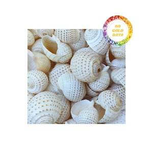 เปลือกหอยผลิตภัณฑ์ตกแต่งจากธรรมชาติ99โกลด์ดาต้า - Product Image 6