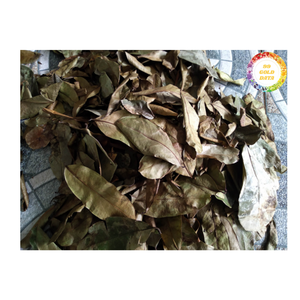 Hojas de Guanábana secas de calidad superior Hierba secada al sol natural de origen vietnamita para la producción y exportación de té - Product Image 3