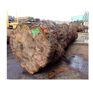 Bûches de chêne de qualité export à vendre à bas prix, idéales pour les besoins de la construction et du travail du bois - Product Image 5