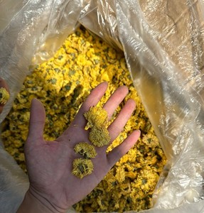 Thé de fleur de camomille de marguerite biologique de haute qualité extrait du Vietnam à bas prix - Product Image 1