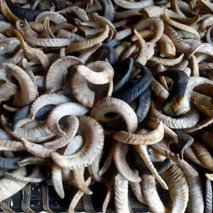 Taille personnalisée naturel Shofar Kudu et corne de bélier poli artisanat en corne de mouton pour entreprise de fabrication indienne - Product Image 1