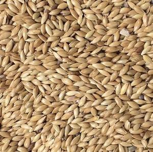 Semillas de Alpiste Orgánico Premium para Consumo de Ganado, Gran Venta - Product Image 1