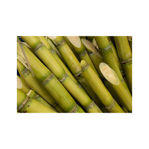 Canne à sucre de qualité supérieure, teneur naturelle élevée, prête pour l'expédition mondiale avec des prix compétitifs, qualité constante, durée de conservation de 2 ans - Product Image 1