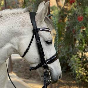 Bride en cuir véritable de haute qualité 2019 en cuir de cheval Bride en cuir de haute qualité - Product Image 5