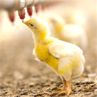 Équipement d'alimentation de volaille équipement d'alimentation de volaille automatique pour ferme de poulet fabriquée au Vietnam - Product Image 6